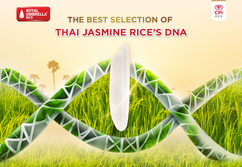 The best selection of Thai jasmine rice’s DNA